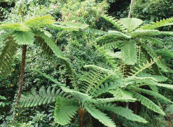 la forêt de conifères