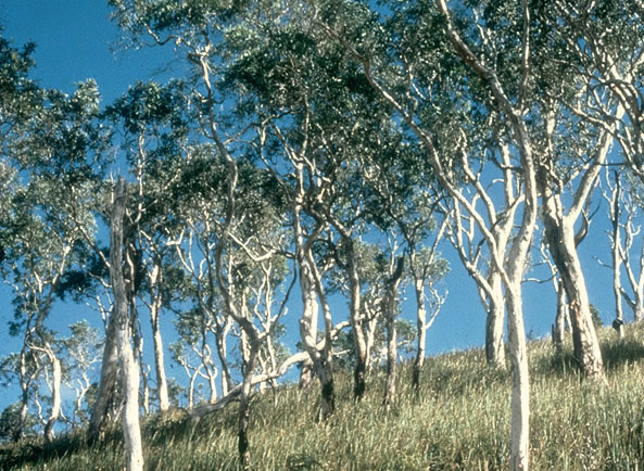 La savane à niaoulis